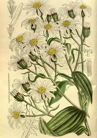 Reproducción/Reproduction 35217607804: Curtis's botanical magazine.. London ; New York [etc.] :Academic Press [etc.]