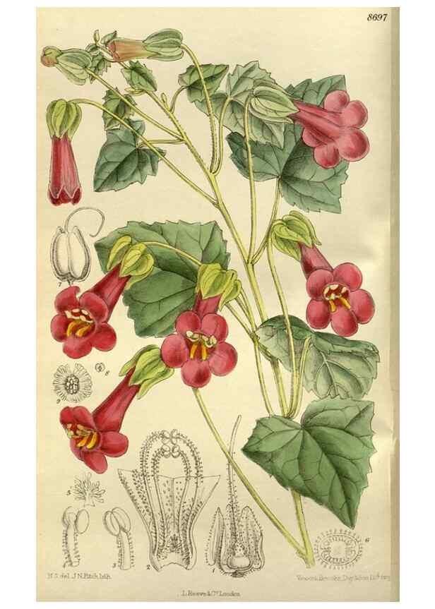 Reproducción/Reproduction 35923767221: Curtis's botanical magazine.. London ; New York [etc.] :Academic Press [etc.]