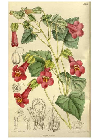 Reproducción/Reproduction 35923767221: Curtis's botanical magazine.. London ; New York [etc.] :Academic Press [etc.]