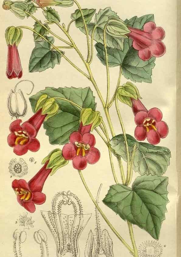 Reproducción/Reproduction 35923767221: Curtis's botanical magazine.. London ; New York [etc.] :Academic Press [etc.]