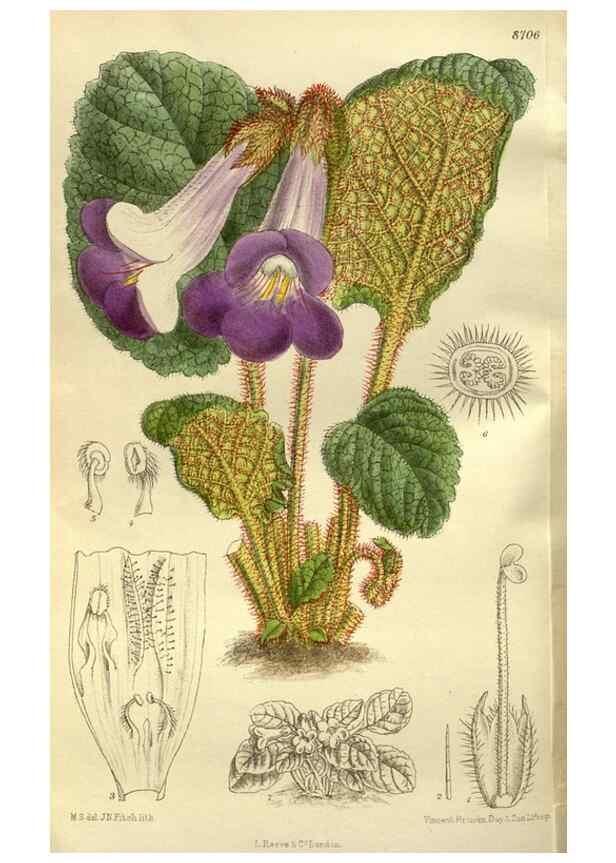 Reproducción/Reproduction 35217610844: Curtis's botanical magazine.. London ; New York [etc.] :Academic Press [etc.]