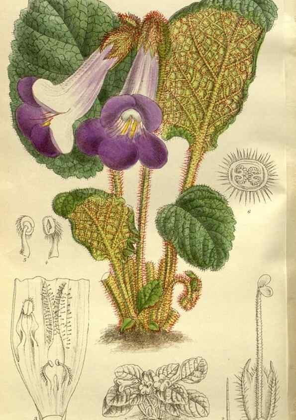 Reproducción/Reproduction 35217610844: Curtis's botanical magazine.. London ; New York [etc.] :Academic Press [etc.]