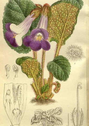 Reproducción/Reproduction 35217610844: Curtis's botanical magazine.. London ; New York [etc.] :Academic Press [etc.]