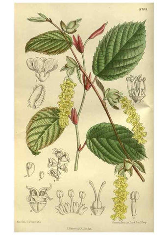 Reproducción/Reproduction 35217616454: Curtis's botanical magazine.. London ; New York [etc.] :Academic Press [etc.]