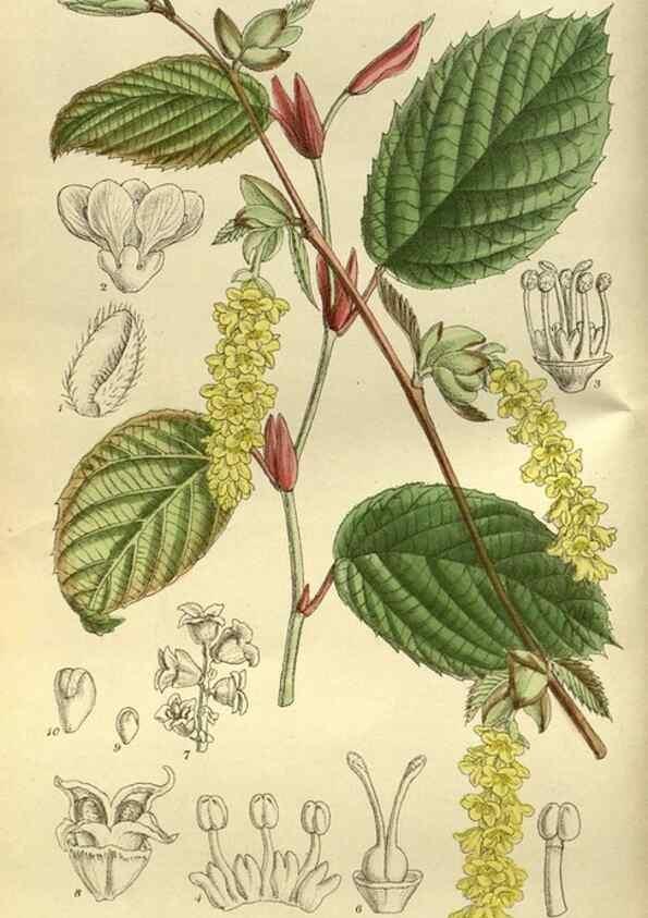 Reproducción/Reproduction 35217616454: Curtis's botanical magazine.. London ; New York [etc.] :Academic Press [etc.]