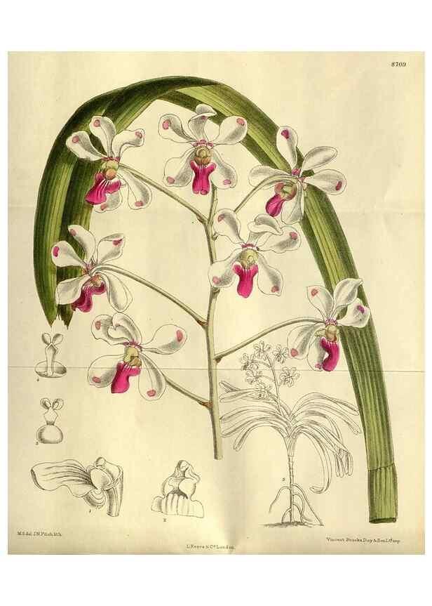 Reproducción/Reproduction 36057262345: Curtis's botanical magazine.. London ; New York [etc.] :Academic Press [etc.]