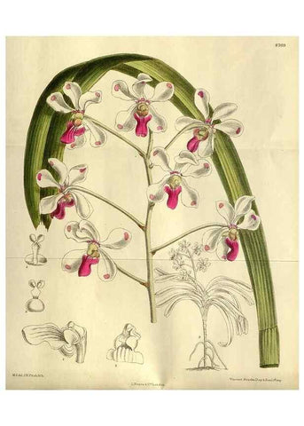 Reproducción/Reproduction 36057262345: Curtis's botanical magazine.. London ; New York [etc.] :Academic Press [etc.]