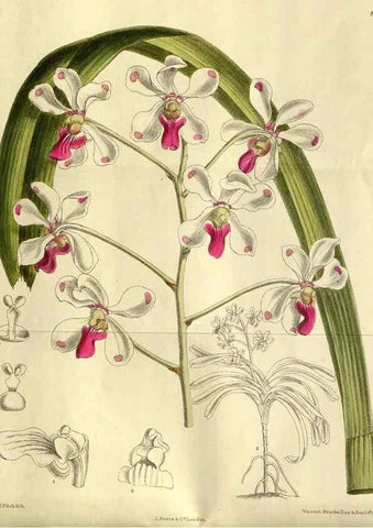 Reproducción/Reproduction 36057262345: Curtis's botanical magazine.. London ; New York [etc.] :Academic Press [etc.]