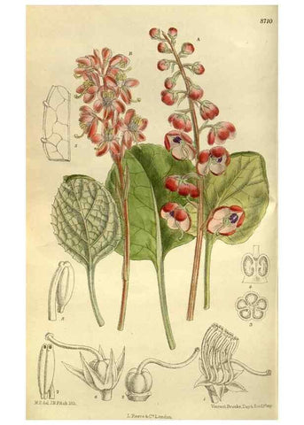 Reproducción/Reproduction 35885913672: Curtis's botanical magazine.. London ; New York [etc.] :Academic Press [etc.]