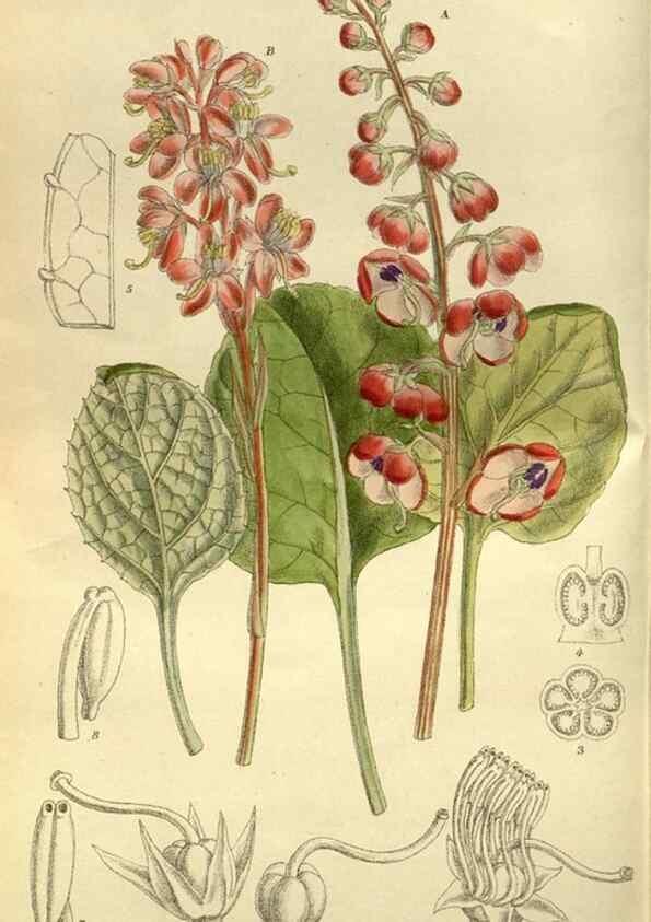 Reproducción/Reproduction 35885913672: Curtis's botanical magazine.. London ; New York [etc.] :Academic Press [etc.]