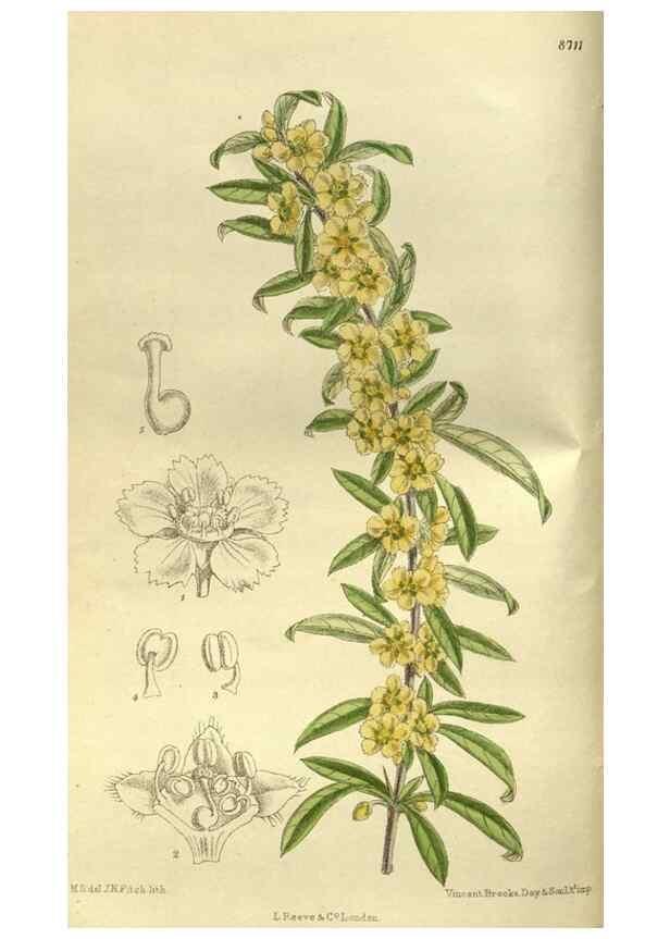 Reproducción/Reproduction 36057265975: Curtis's botanical magazine.. London ; New York [etc.] :Academic Press [etc.]