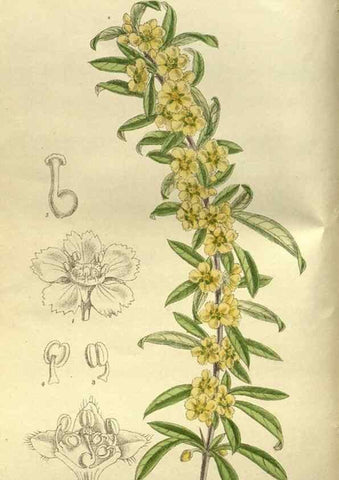 Reproducción/Reproduction 36057265975: Curtis's botanical magazine.. London ; New York [etc.] :Academic Press [etc.]