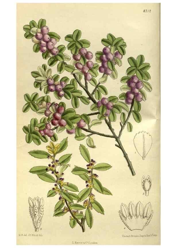 Reproducción/Reproduction 35217630754: Curtis's botanical magazine.. London ; New York [etc.] :Academic Press [etc.]