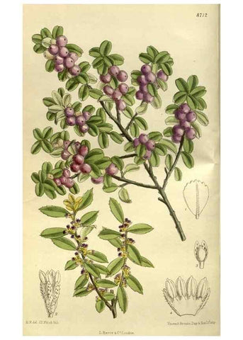 Reproducción/Reproduction 35217630754: Curtis's botanical magazine.. London ; New York [etc.] :Academic Press [etc.]