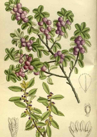 Reproducción/Reproduction 35217630754: Curtis's botanical magazine.. London ; New York [etc.] :Academic Press [etc.]