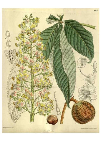 Reproducción/Reproduction 35667608520: Curtis's botanical magazine.. London ; New York [etc.] :Academic Press [etc.]
