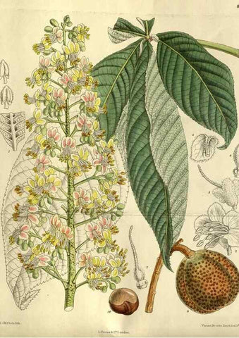 Reproducción/Reproduction 35667608520: Curtis's botanical magazine.. London ; New York [etc.] :Academic Press [etc.]