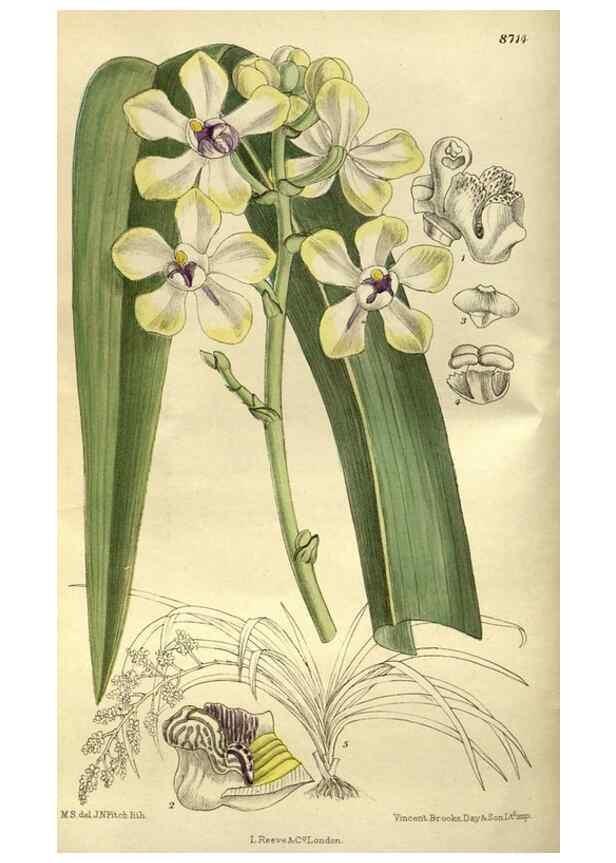 Reproducción/Reproduction 35667611780: Curtis's botanical magazine.. London ; New York [etc.] :Academic Press [etc.]