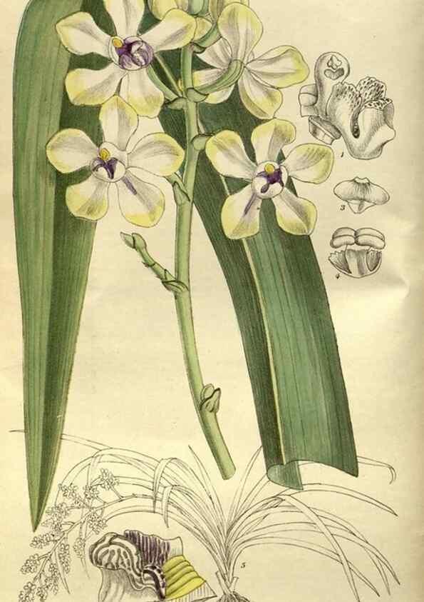 Reproducción/Reproduction 35667611780: Curtis's botanical magazine.. London ; New York [etc.] :Academic Press [etc.]