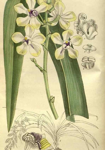 Reproducción/Reproduction 35667611780: Curtis's botanical magazine.. London ; New York [etc.] :Academic Press [etc.]