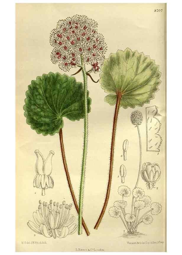 Reproducción/Reproduction 35217613524: Curtis's botanical magazine.. London ; New York [etc.] :Academic Press [etc.]