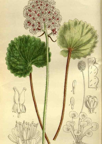 Reproducción/Reproduction 35217613524: Curtis's botanical magazine.. London ; New York [etc.] :Academic Press [etc.]