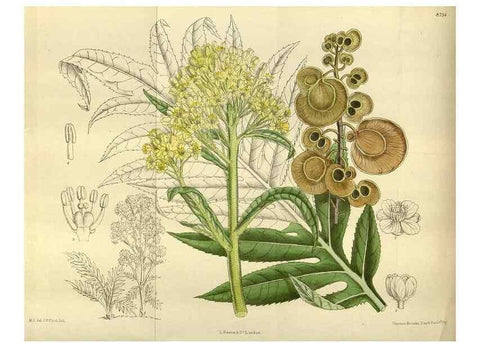 Reproducción/Reproduction 35923879291: Curtis's botanical magazine.. London ; New York [etc.] :Academic Press [etc.]