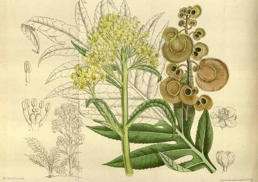Reproducción/Reproduction 35923879291: Curtis's botanical magazine.. London ; New York [etc.] :Academic Press [etc.]