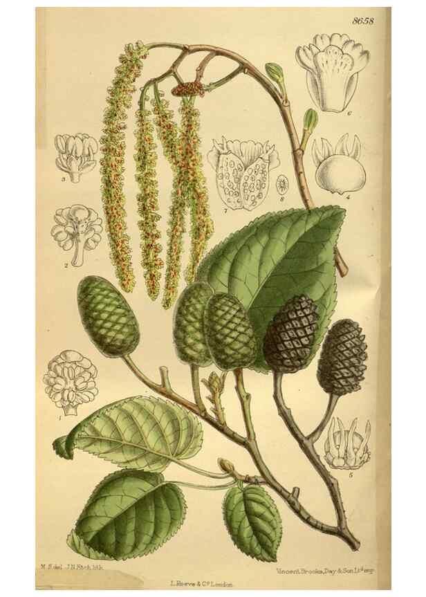 Reproducción/Reproduction 36057114185: Curtis's botanical magazine.. London ; New York [etc.] :Academic Press [etc.]
