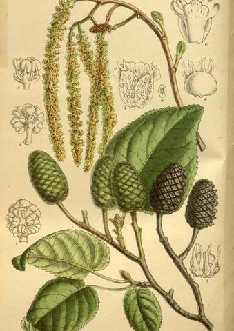 Reproducción/Reproduction 36057114185: Curtis's botanical magazine.. London ; New York [etc.] :Academic Press [etc.]