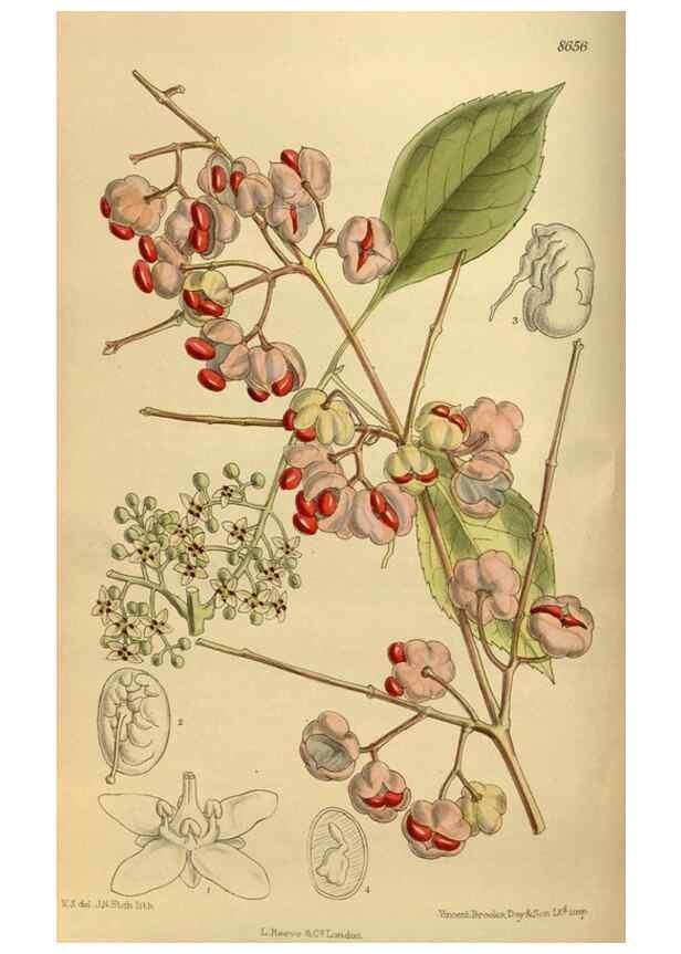 Reproducción/Reproduction 36057105815: Curtis's botanical magazine.. London ; New York [etc.] :Academic Press [etc.]