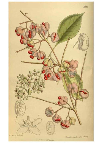 Reproducción/Reproduction 36057105815: Curtis's botanical magazine.. London ; New York [etc.] :Academic Press [etc.]