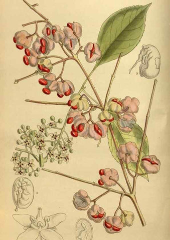 Reproducción/Reproduction 36057105815: Curtis's botanical magazine.. London ; New York [etc.] :Academic Press [etc.]