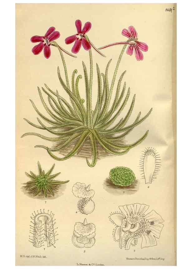 Reproducción/Reproduction 36015474666: Curtis's botanical magazine.. London ; New York [etc.] :Academic Press [etc.]