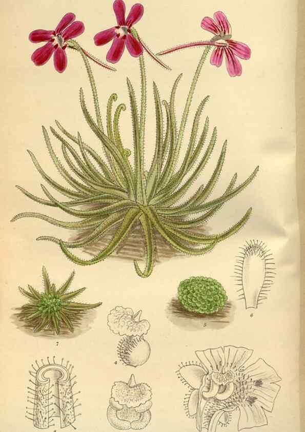 Reproducción/Reproduction 36015474666: Curtis's botanical magazine.. London ; New York [etc.] :Academic Press [etc.]