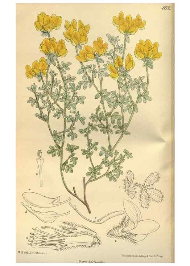 Reproducción/Reproduction 36056887995: Curtis's botanical magazine.. London ; New York [etc.] :Academic Press [etc.]