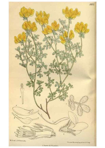 Reproducción/Reproduction 36056887995: Curtis's botanical magazine.. London ; New York [etc.] :Academic Press [etc.]