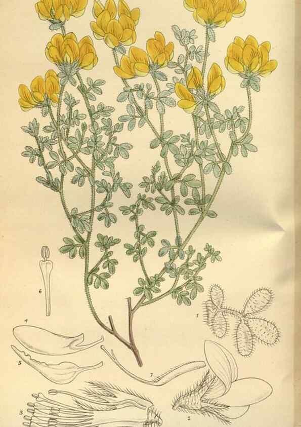 Reproducción/Reproduction 36056887995: Curtis's botanical magazine.. London ; New York [etc.] :Academic Press [etc.]