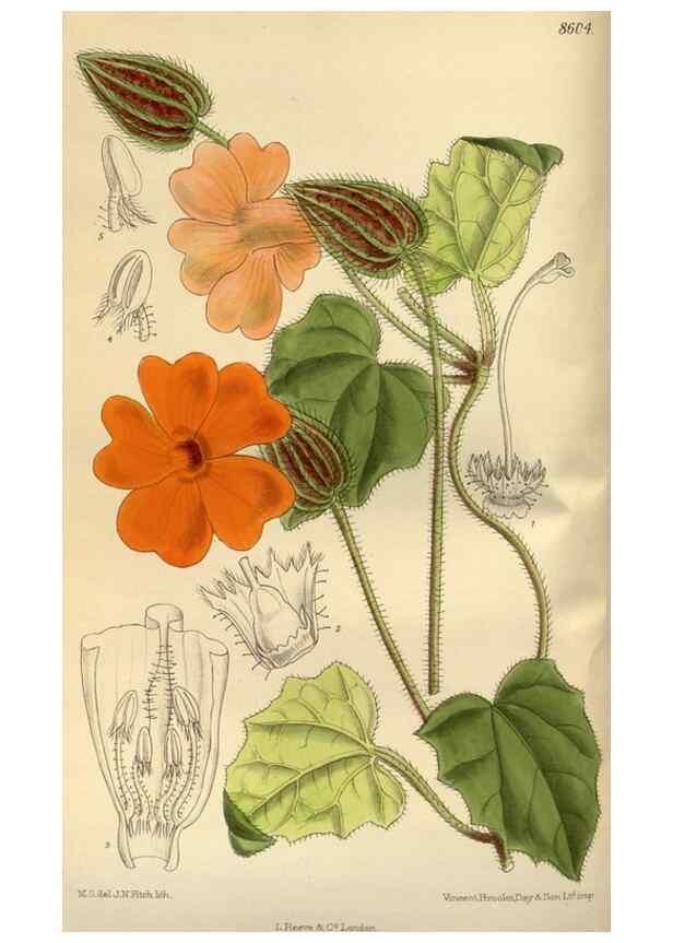 Reproducción/Reproduction 36056889935: Curtis's botanical magazine.. London ; New York [etc.] :Academic Press [etc.]