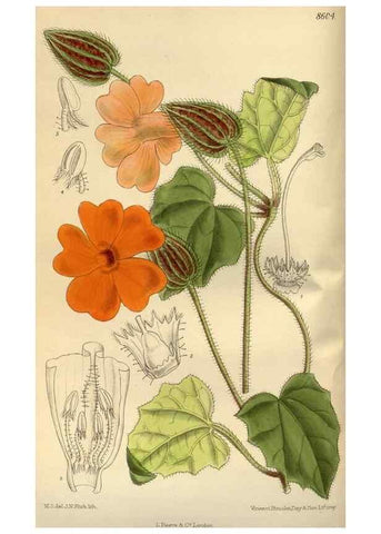 Reproducción/Reproduction 36056889935: Curtis's botanical magazine.. London ; New York [etc.] :Academic Press [etc.]