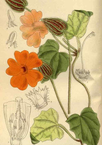 Reproducción/Reproduction 36056889935: Curtis's botanical magazine.. London ; New York [etc.] :Academic Press [etc.]