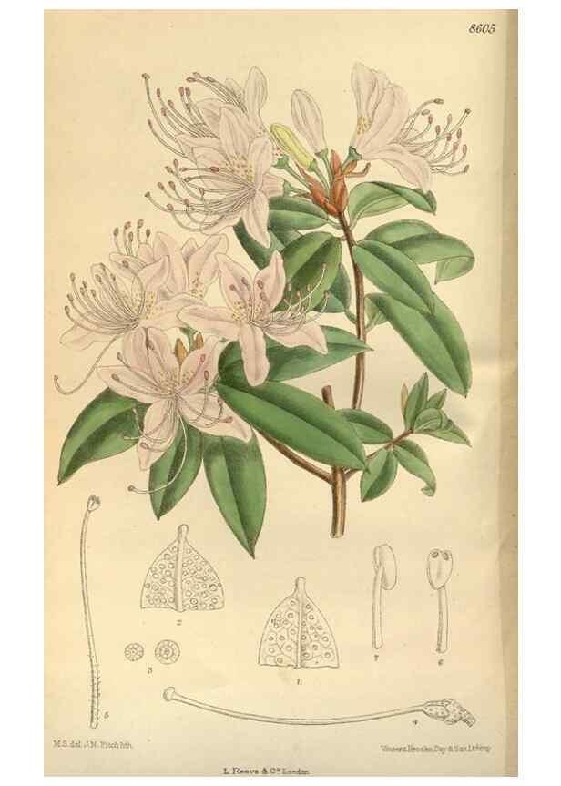 Reproducción/Reproduction 35248031633: Curtis's botanical magazine.. London ; New York [etc.] :Academic Press [etc.]