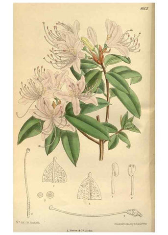 Reproducción/Reproduction 35248031633: Curtis's botanical magazine.. London ; New York [etc.] :Academic Press [etc.]