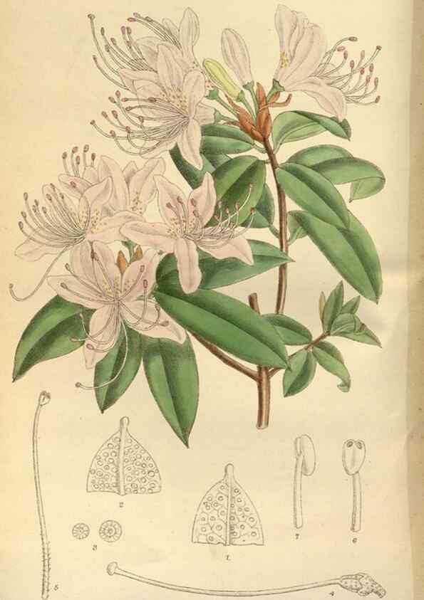 Reproducción/Reproduction 35248031633: Curtis's botanical magazine.. London ; New York [etc.] :Academic Press [etc.]