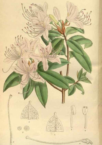 Reproducción/Reproduction 35248031633: Curtis's botanical magazine.. London ; New York [etc.] :Academic Press [etc.]
