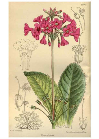 Reproducción/Reproduction 35248035703: Curtis's botanical magazine.. London ; New York [etc.] :Academic Press [etc.]