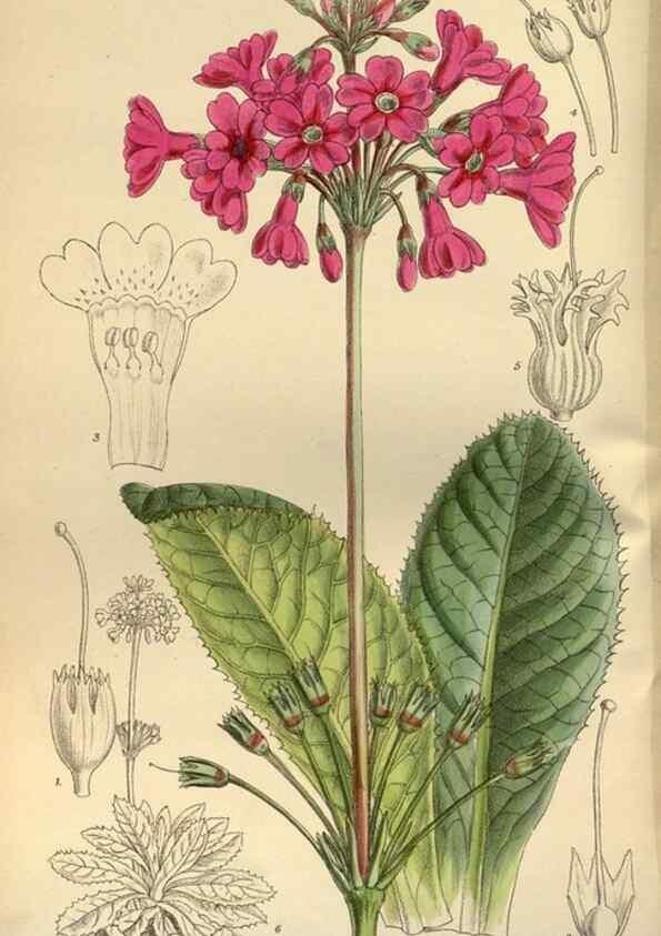 Reproducción/Reproduction 35248035703: Curtis's botanical magazine.. London ; New York [etc.] :Academic Press [etc.]