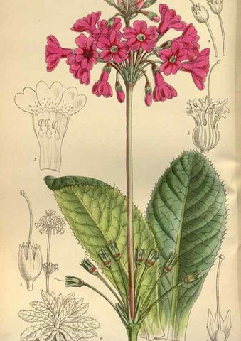 Reproducción/Reproduction 35248035703: Curtis's botanical magazine.. London ; New York [etc.] :Academic Press [etc.]