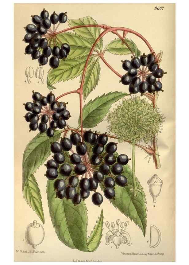 Reproducción/Reproduction 35885634612: Curtis's botanical magazine.. London ; New York [etc.] :Academic Press [etc.]