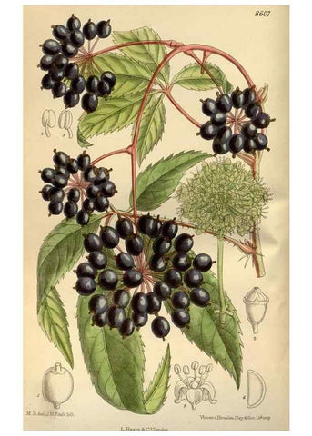 Reproducción/Reproduction 35885634612: Curtis's botanical magazine.. London ; New York [etc.] :Academic Press [etc.]
